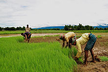 220px-Agriculture_of_Bangladesh_11.jpg