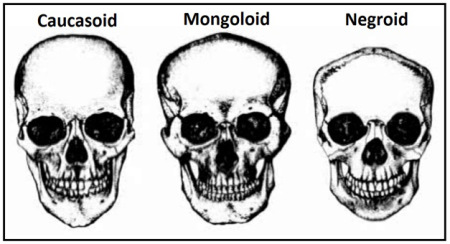 skulls+compared.jpg