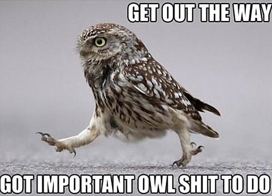 funny-owl-walking-serious.jpg