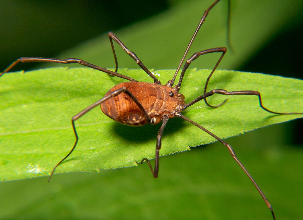 Opiliones_harvestman.jpg