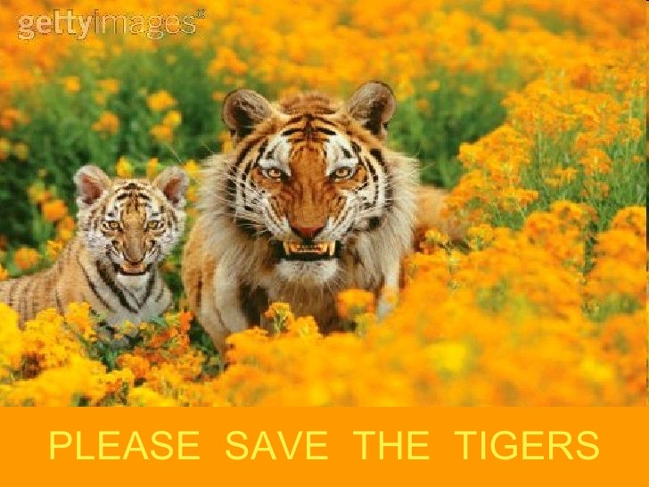 save-tiger-20-728.jpg