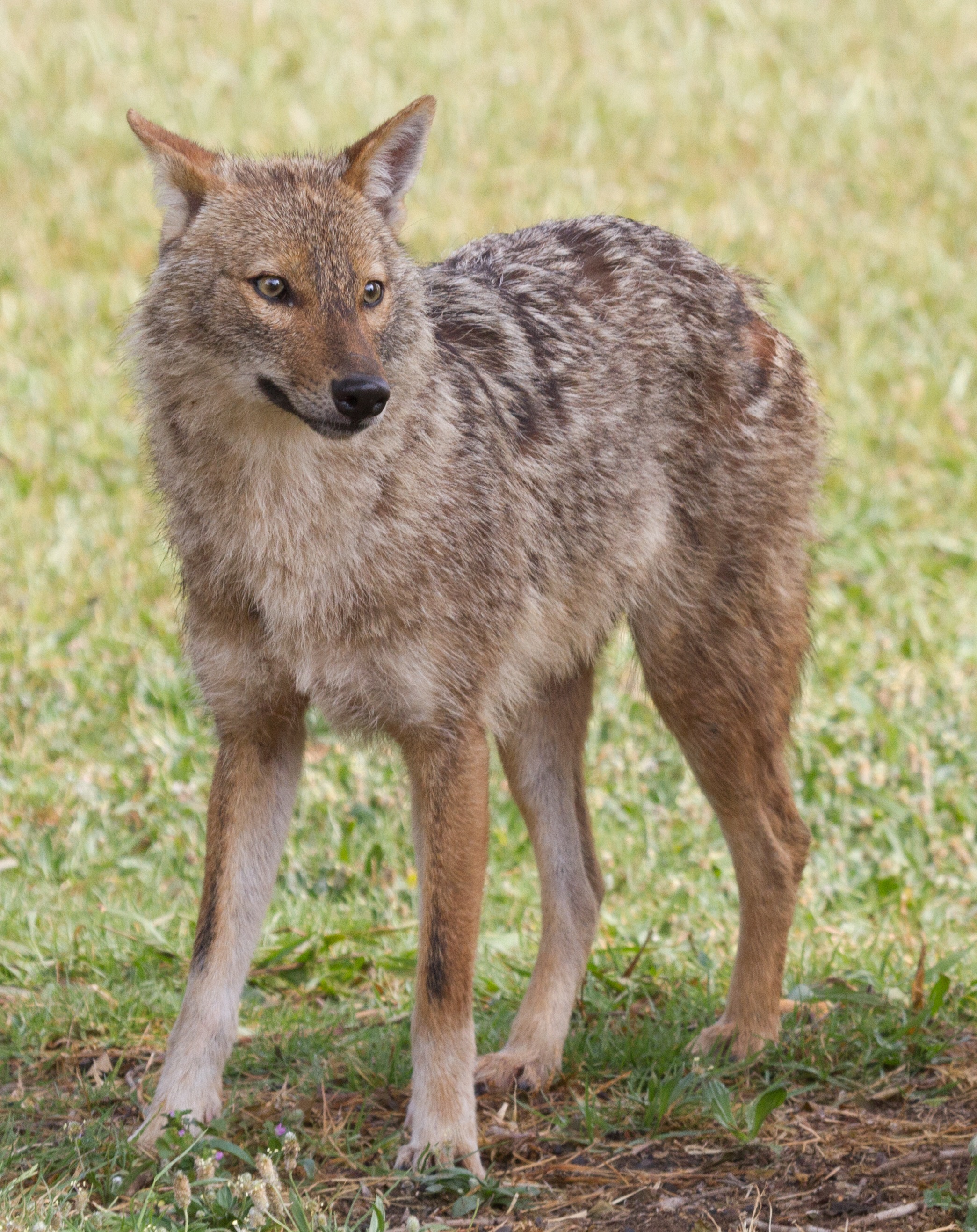 Canis_aureus_-_golden_jackal.jpg