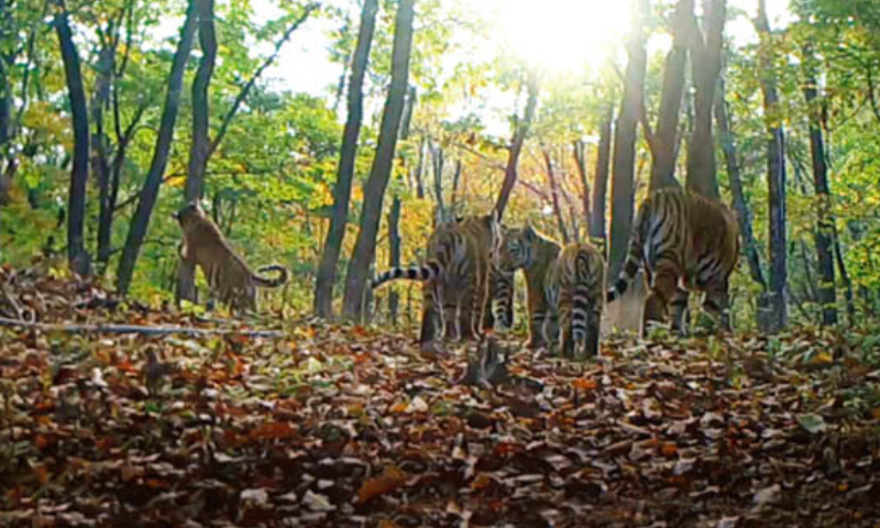 Photo: Website of Northeast China Tiger and Leopard National Park