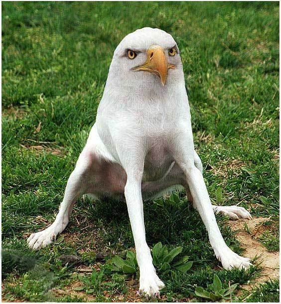 Dog-With-Eagle-Face-Funny-Photoshopped-Picture.jpg