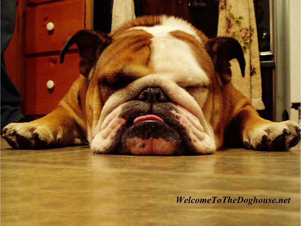 english_bulldog_wallpaper_1268972013.jpg