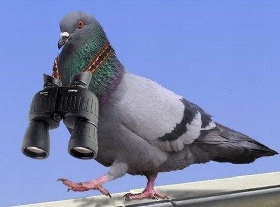 Funny+Pigeons_3.jpg