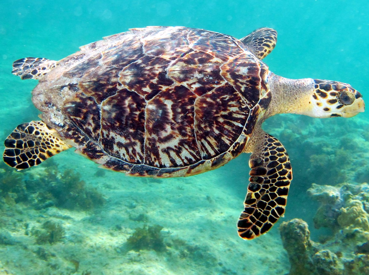 hawksbill21.jpg