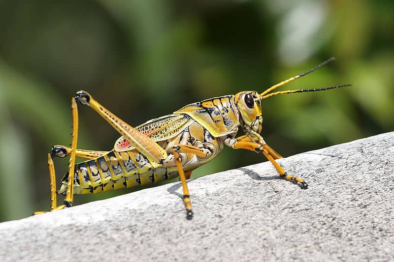 grasshopper7.jpg