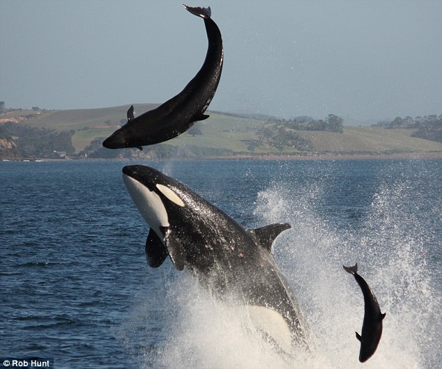Orca+the+dolphin+killer++Families+see+astonishing+attack+as+they+enjoy++nature+trip+2.jpg