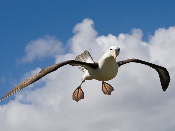 black-browed-albatross-flying_12914_600x450.jpg