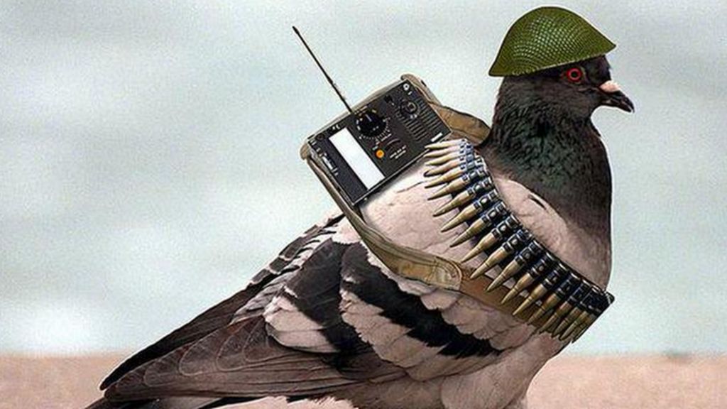 _83375310_pigeonmeme2.png