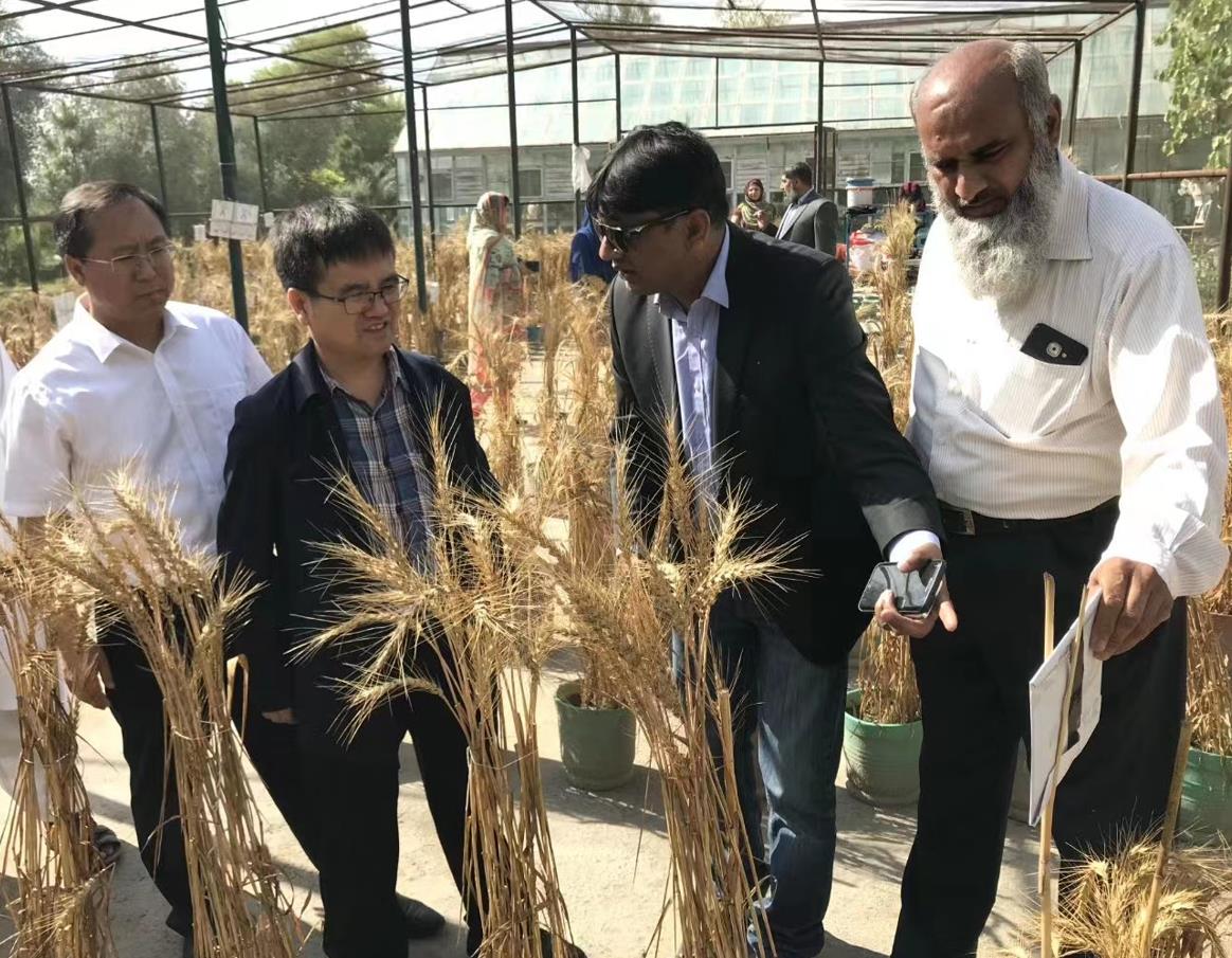 Pak-China coop in Biohealth Agriculture to promote wheat production