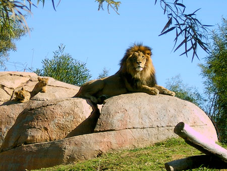wild_animal_lion_cubs.jpg