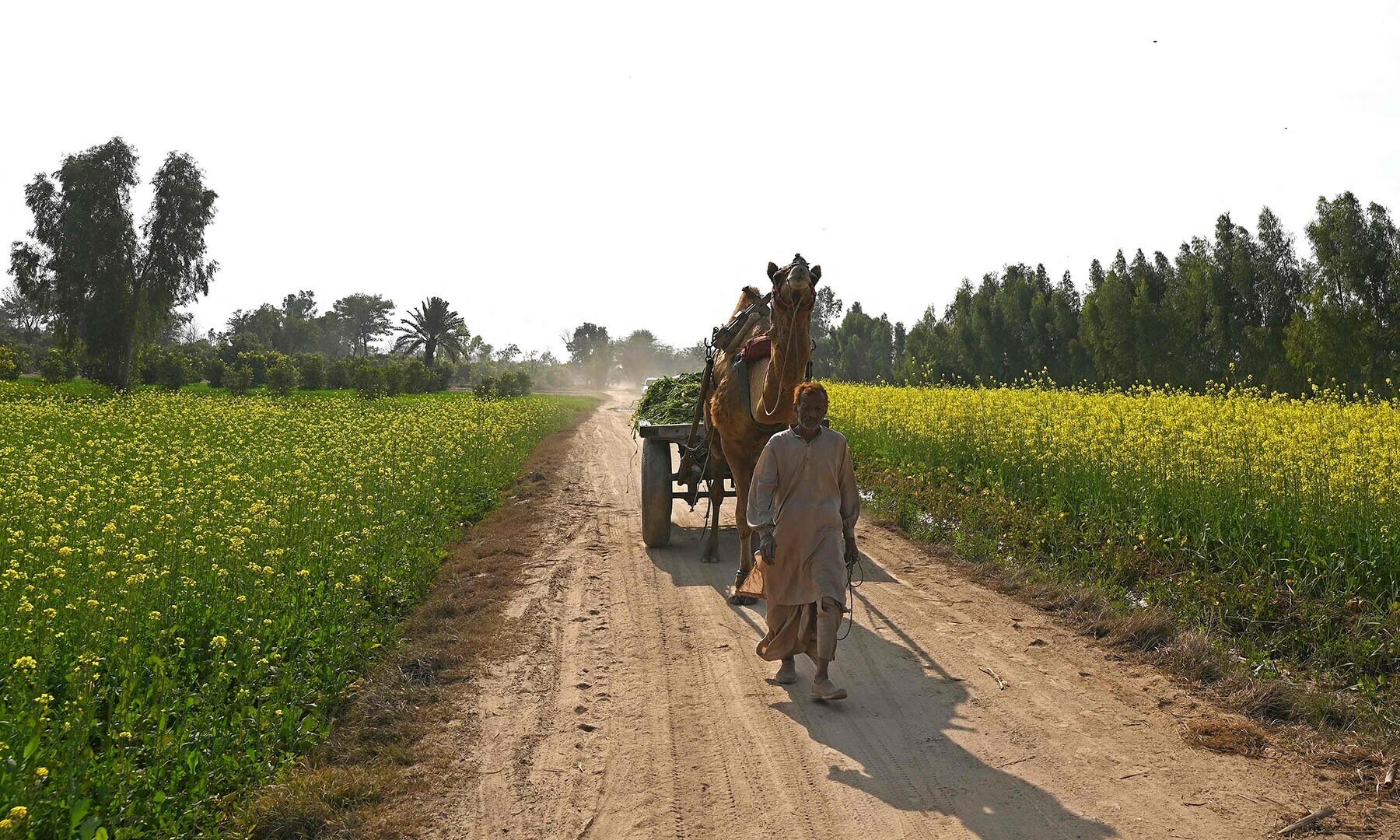 This photograph taken on Jan 30, 2025 shows a farmer along with his camel cart walking through mustard fields near a honeybee farm at Lak Mor village in Sargodha district of Punjab province. — AFP
