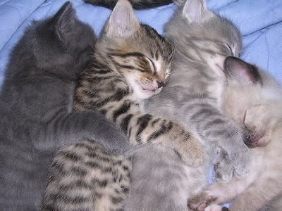 4+kittens+spooning.jpg