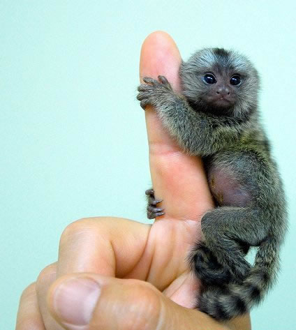 very-small-monkey.jpg