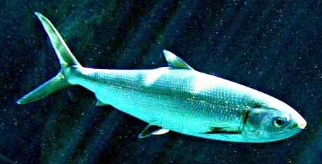 Milkfish.jpg