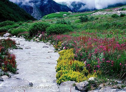 Best-Time-to-visit-Valley-of-Flowers.jpg