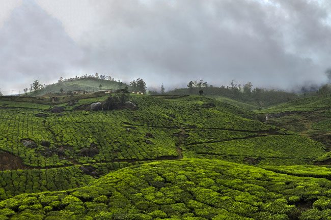 munnar-650x433.jpg