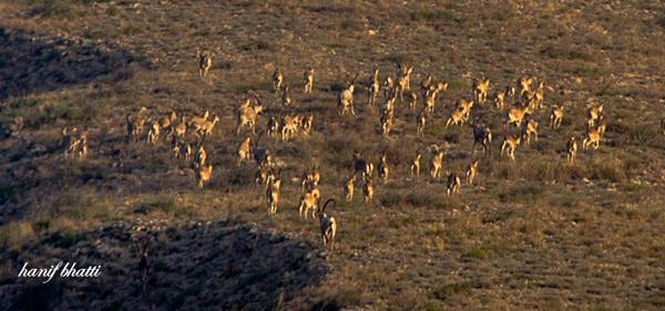 Kirthar_National_Park_Nov_2012_118_pyfya.jpg