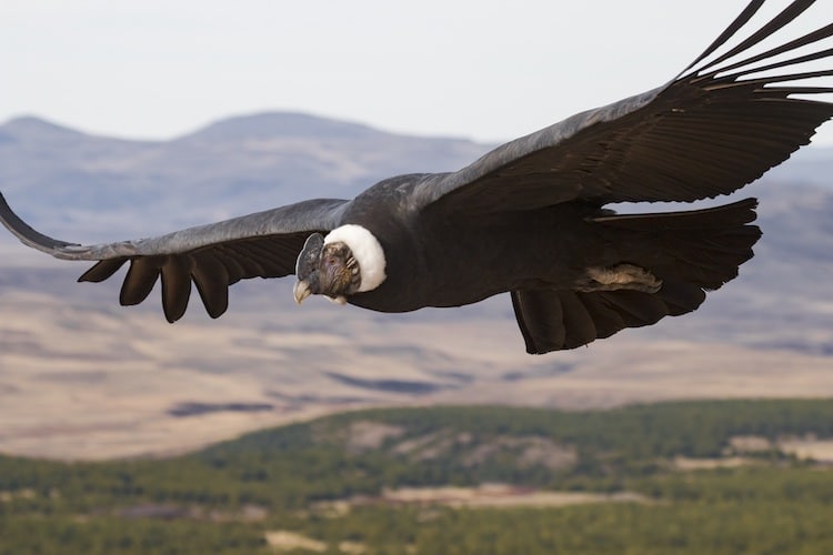 Andean-Condor-Flying-6-1.jpg