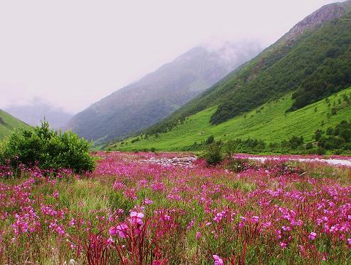 Valley+of+Flowers+trek+in+the+Garhwal+Himalayas+of+Uttarakhand.jpg