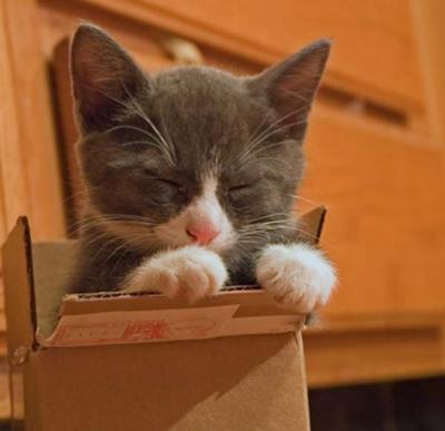my-cat-in-a-box-21349749.jpg