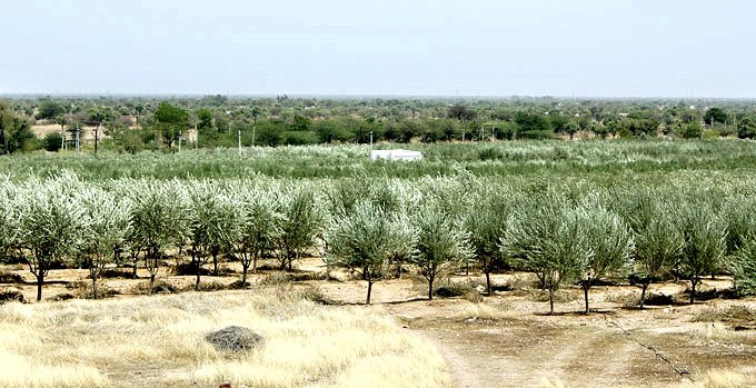 Olive%20cultivation.jpg