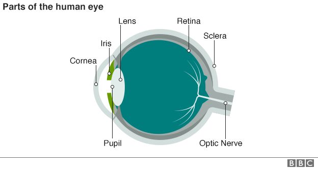 _87953624_parts_of_human_eye_624.png