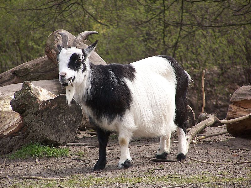 markhor5.jpg