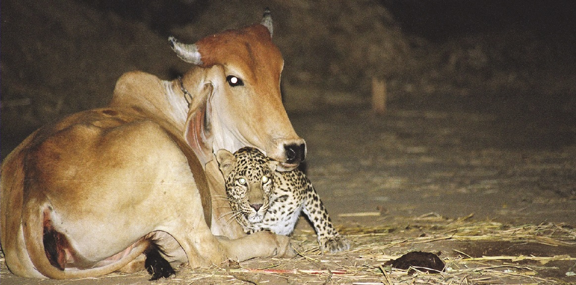 Courtship_Cow_Leopard.jpg