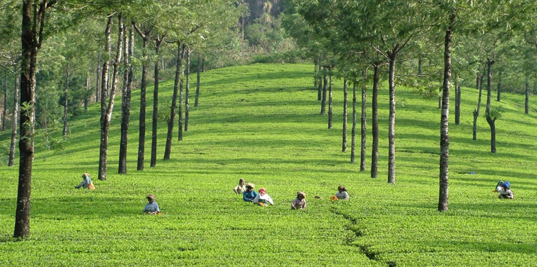 munnar-hills.jpg