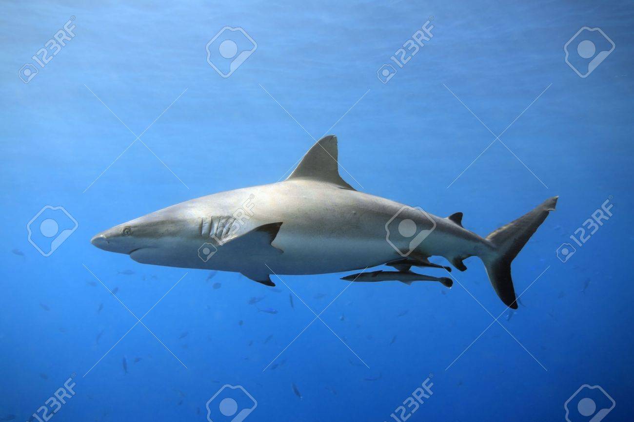 5139836-a-grey-reef-or-whaler-shark-swimming-in-shallow-water-with-sunbeams-and-some-small-fish-in-the-backg-Stock-Photo.jpg