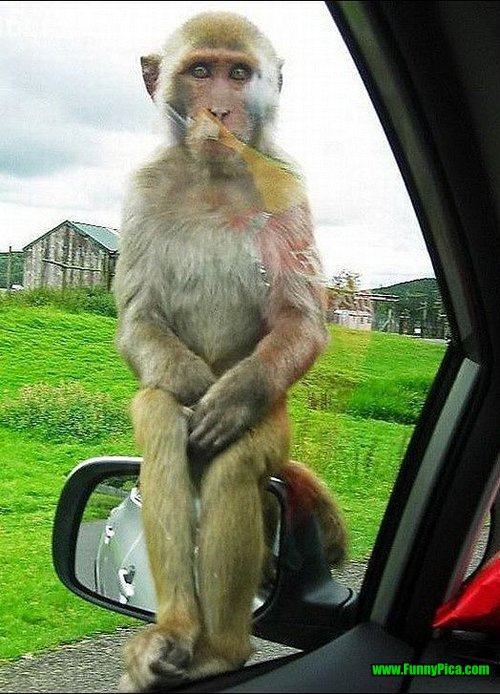 Monkey-Sitting-On-Mirror-Funny-Stupid-Picture.jpg