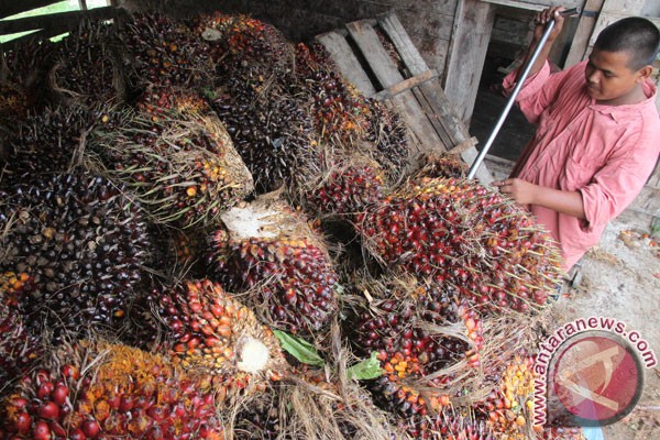 20160826antarafoto-harga-kelapa-sawit-aceh-250816-syifa-1.jpg