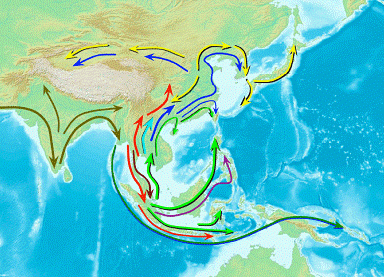 asian-migration-e1262882036354.gif