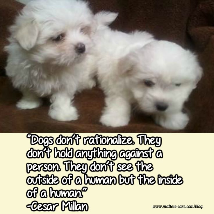 caf0c0ef3c8959739e2b5fe64a15b32d--puppy-quotes-animal-quotes.jpg