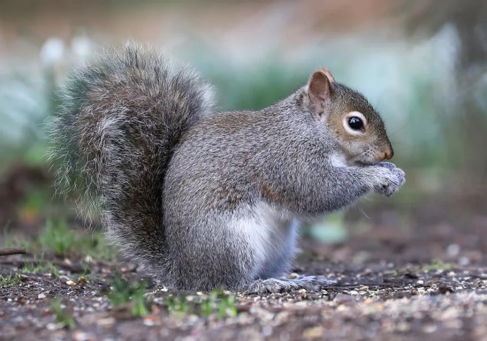 A grey squirrel at Kew gardens   (Getty Images)