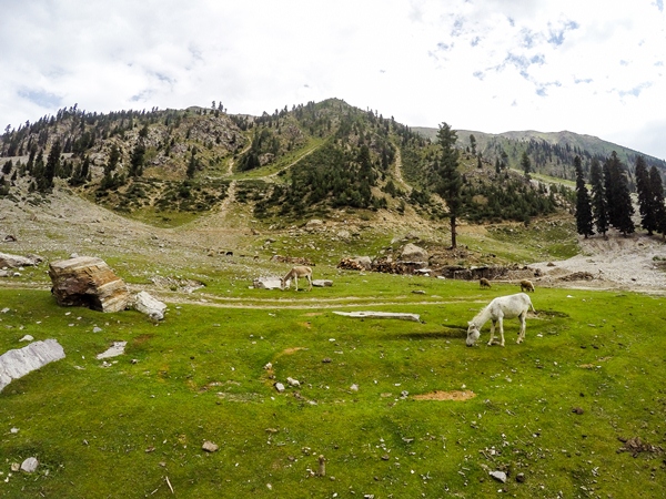 green-pastures-along-the-way-to-rama-lake.jpg