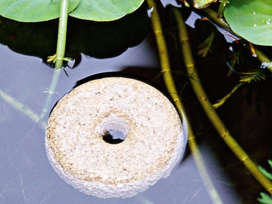 how-to-kill-mosquito-larvae-551x415.jpg