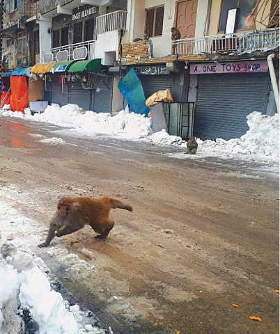 A monkey searches for food at a market in Nathiagali during a lockdown in the Galiyat | Photos by the writer