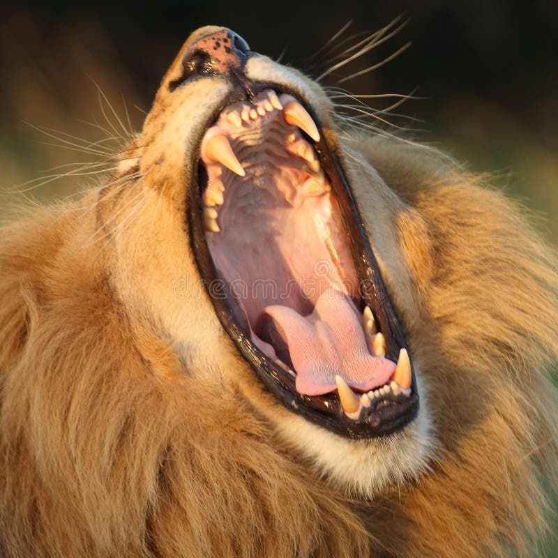 lion-yawn-5138447.jpg