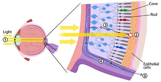 Light-Through-The-Eye.jpg