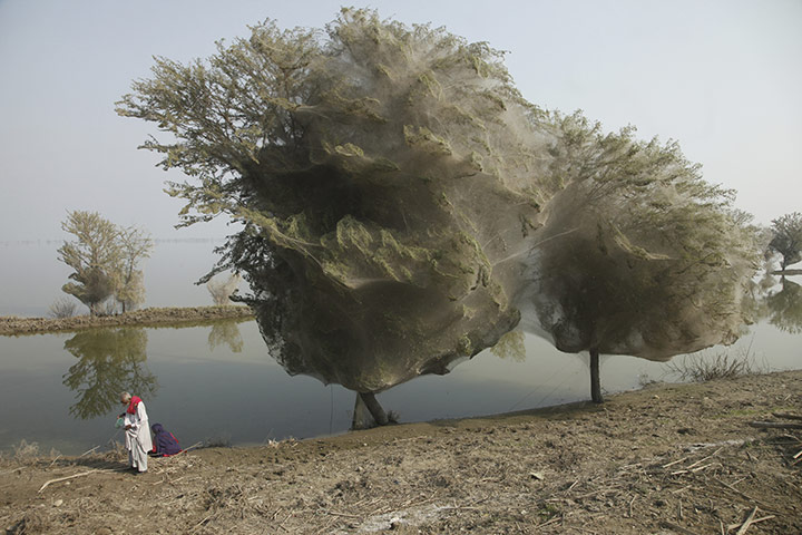 spiders-in-pakistan-0071.jpg