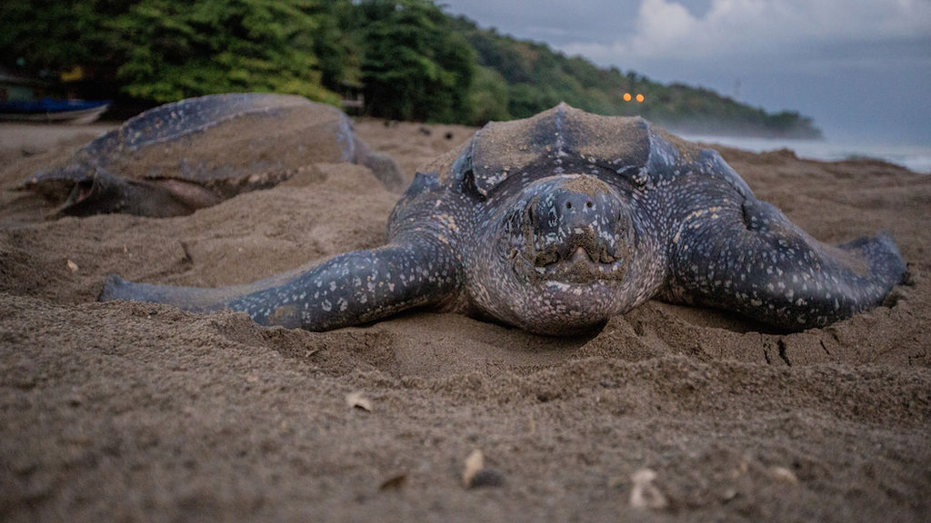 1024px-Leatherback_turtle_nesting_on_a_beach_in_Grande_Riviere.jpg