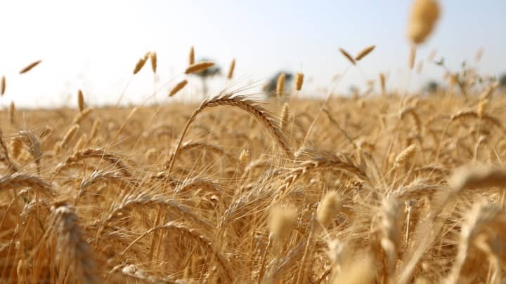 GP: Wheat in a field in Egypt 220506