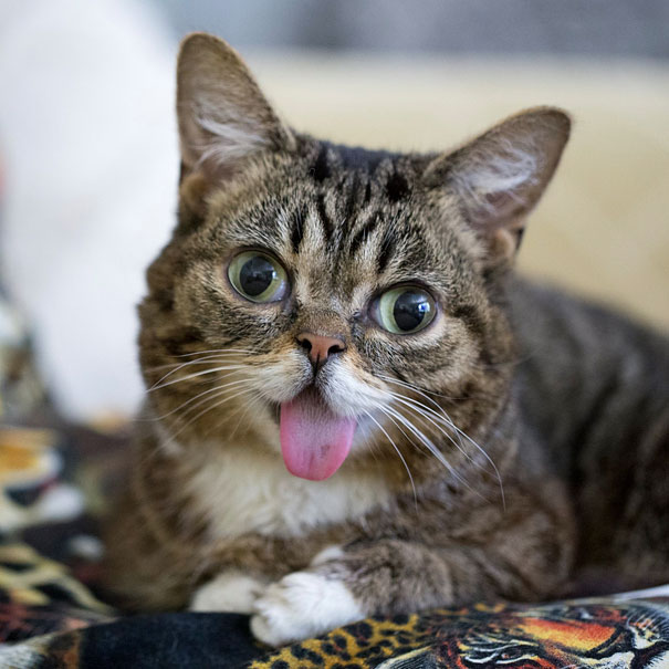 most-popular-cats-lil-bub-11__605.jpg