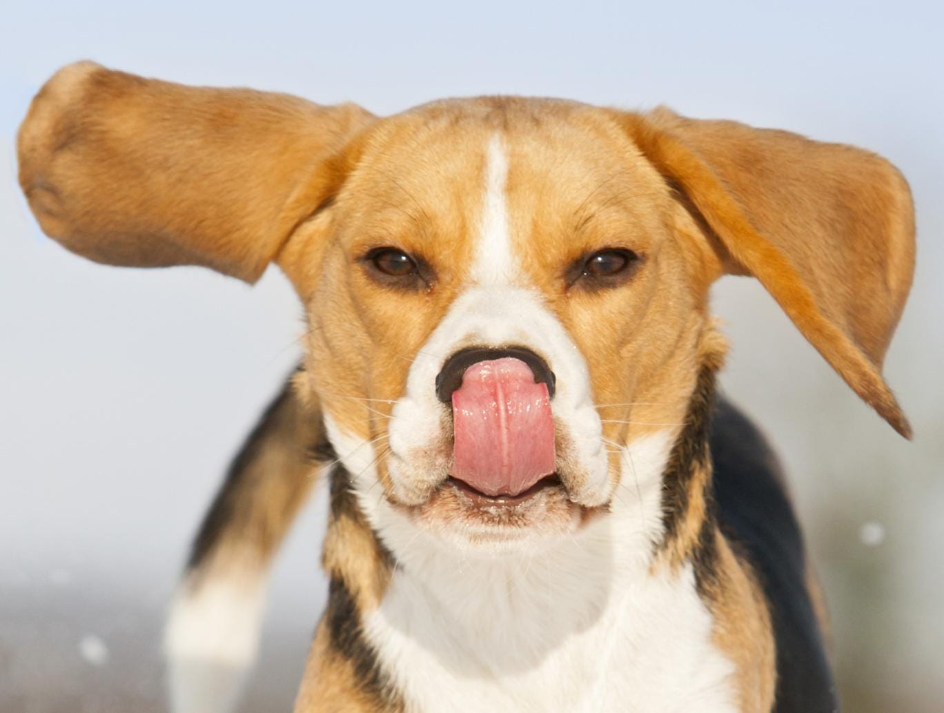 beagle-dog1.jpg