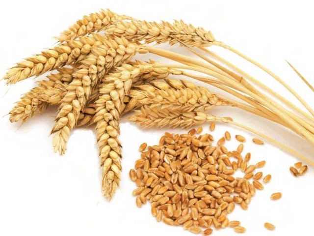 Wheat1211-640x480.jpg