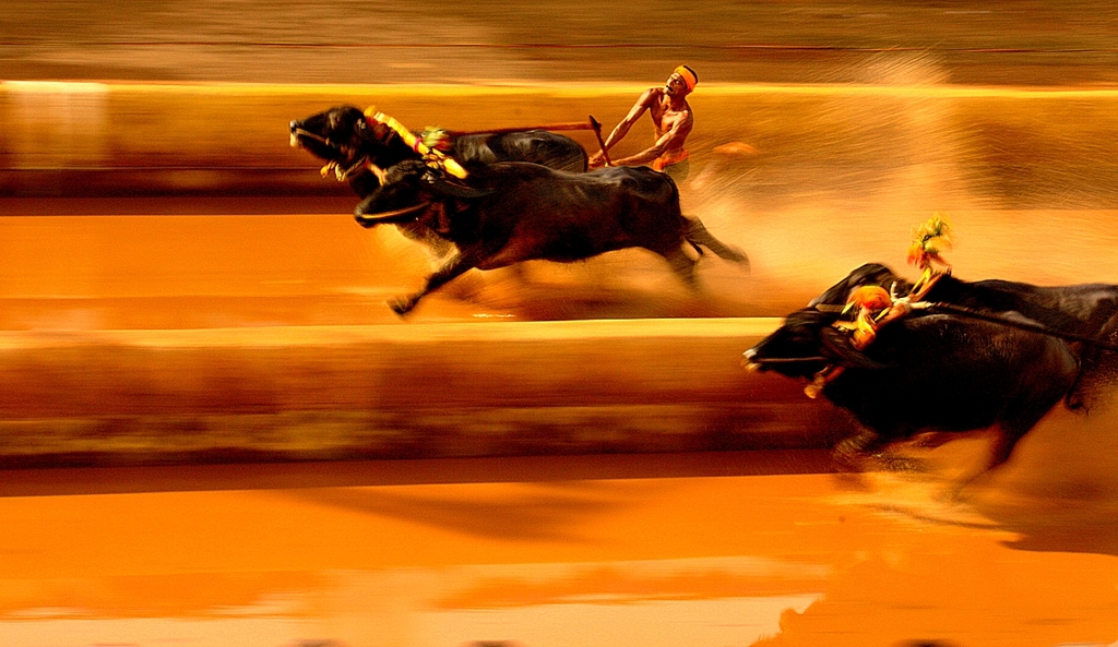 Kambala+buffalo+race,+Karkala,+Karnataka.jpg